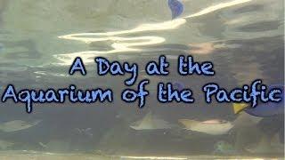 A Day at the Aquarium of the Pacific