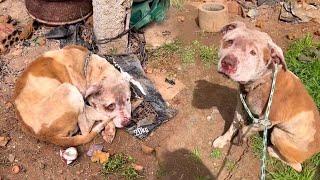 The Pitbull brothers were chained & mistreated their whole lives and the owner often punished them