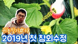 2019년 첫 참외 수정 파파스트리농장