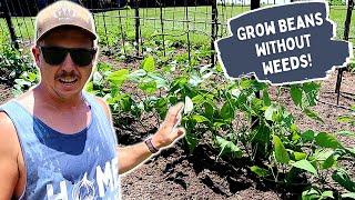 Grow Beans without Weeds! | Easy Backyard Garden Hack!