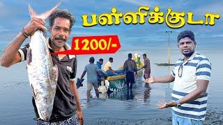 பள்ளிக்குடா மீன்சந்தை! ஏற்றுமதியாகும் மீன்கள்  Fish Market Jaffna  youtubers | canada Tamil  Vlog