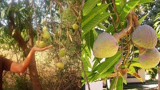 Ramphal Fruit Tree Growing in Village Nature | Wild Sweetsop Grow Fast | Wild Sweetsop Fruit Tree