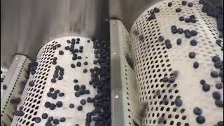 Blueberry sorter, Blueberry sizer