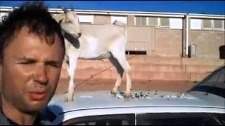 Gary the goat goes mental.