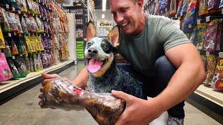 Buying a Cattle Dog EVERYTHING He Touches after his Life Saving Surgeries!