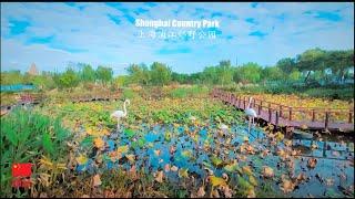 Suburban Autumn Park I Shanghai Pujiang Country Park 4K