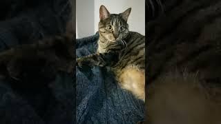 Beau studio Redo #cat #rockguitarist