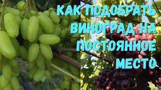 Как подобрать виноград на постоянное место.