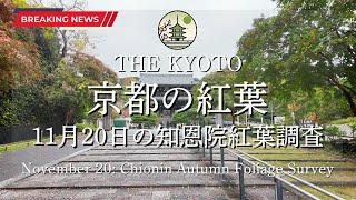 [Breaking News] The autumn foliage conditions at Chion-in Temple on November 20