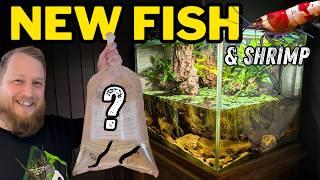 FOUR aquariums, SIX new animals! (Adding fish and cleaning tanks!)