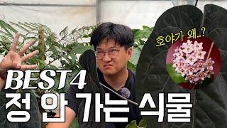 호야 러버들은 이 영상에 악플을 달아주세요 ㅣ 키우고 있지만 정이 안 가는 식물들 모음 ㅣ 사랑해요 호야