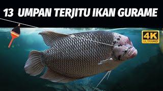 LENGKAP BOSKU! 13 UMPAN TERJITU MANCING IKAN GURAME! 4K