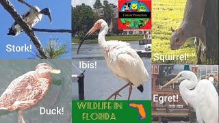 Wildlife in Florida- by Cintron Productions