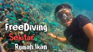 Freediving‼️ Catching Squid And Harvesting Fish Traps #Sero #Fishtraps #Snorkeling