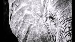 Sir John - White Elephant