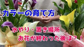 【カラーの鉢植え】育て方＆花が終わったらどうする？！（畑地性）