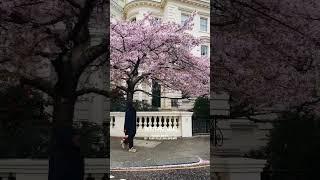 Cherry blossoms #london #londonwalk #fairytalesoflondon #cherryblossom #uk #spring #springinlondon