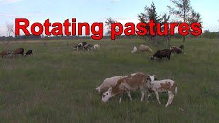 Rotating pasture for the Painted Desert ewes