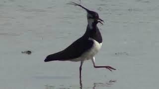 Nichtsperlingsvögel - Kiebitz (Vanellus vanellus) - Lapwing - Video von KLAUS TAUX