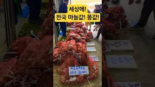 전국 마늘값! 똥깞! 큰일났어! 어떻게! #시장 #맛집 #폭락 #먹거리