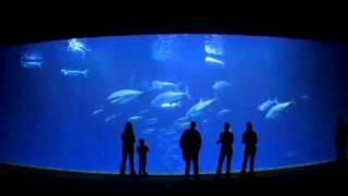 Monterey Bay Aquarium
