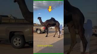 Black camels are very valuable in Dubai! #shortvideo #facts