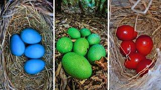 ¡LOS 20 HUEVOS DE AVES MÁS INCREÍBLES DEL MUNDO!