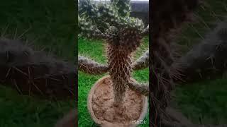 My cactus grown by cutting #trending #terracegarden #youtubeshorts #garden #vital #shorts