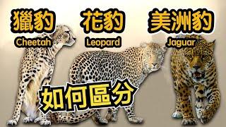 獵豹、花豹、美洲豹有什麼分別？