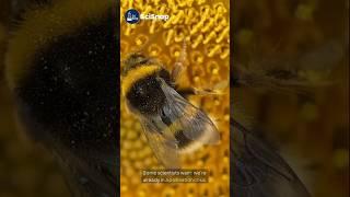What If Bees Went Extinct?