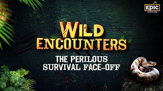 The Perilous Survival Face-off | Wild Encounters | Premieres 13th Nov, Wed 9 PM | EPIC