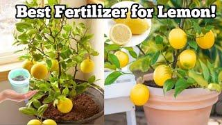 Best Homemade Fertilizer for Lemon|| Gardening Care