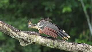 Birding in the Peruvian Amazon of Tambopata - PERU