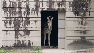 Chapman's zebra in japan