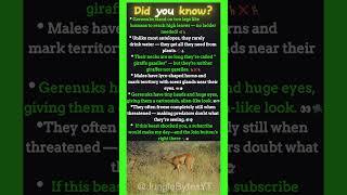 Did You Know This Antelope Stands Like a Human?! 