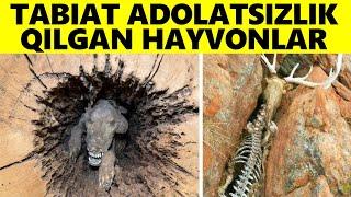 Tabiat Adolatsiz Munosabatda Bo'lgan Hayvonlar