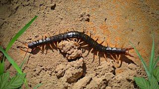 Subphylum Myriapoda Part 1: Form and Function