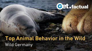 Wild Germany Mini Documentary | Get.factual Wildlife Documentary