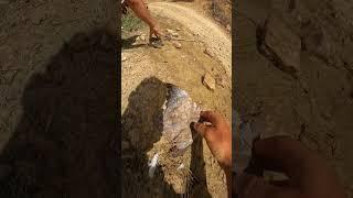 Casa de tórtolas #aves #tortolas #animals #casadoresdelenda #servandozl #tiktok #viral
