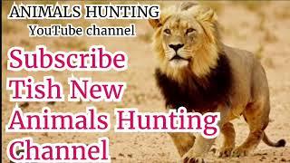 Lion Queen Hunting Zebra, Lion Best Hunting Documentary, Animals Hunting Documentary, The Lion queen