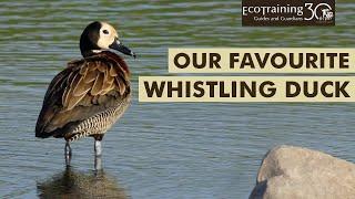 The  White-faced Whistling Duck l Birds of the Bush l EcoTraining