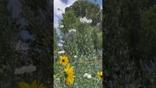 San Diego native flowers blooming in our yard, easy to grow and maintain