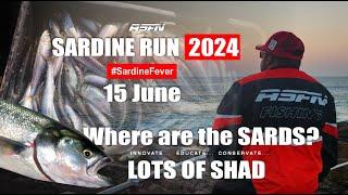 LOTS OF SHAD COMING OUT  | Sardine Run Update |  ASFN Sardine Run 2024