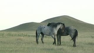 Nokota Stallions-Living Link to Sitting Bull Horses