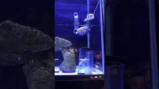 Tropical Fish Shop inside of Shinjuku Station - パウパウアクアガーデン