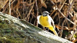 Grey Wagtail | 10 fun facts