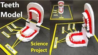 teeth model making for science project exhibition - diy - biology model | craftpiller