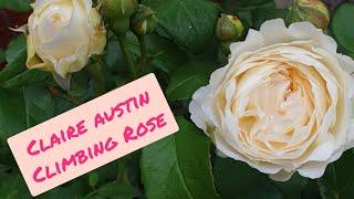 Claire Austin Climbing English Rose 'Ausprior' - David Austin Roses - From Unboxing to Bloom - UK