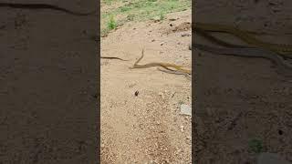 Snake Tangle on Sandy Terrain – A Rare and Mysterious Sight! #shorts #snake #snacks #wildlife #yt