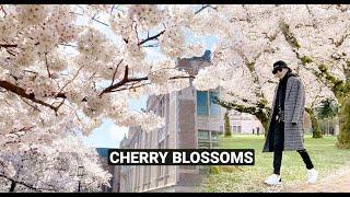 Living In Seattle - Cherry Blossoms + Campus Tour at UW (University of Washington)